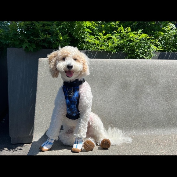 DURABLE, BREATHABLE, DOG SHOES - Picture 6 of 7